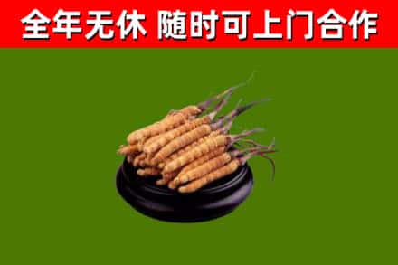 炉霍县烟酒回收冬虫夏草.jpg